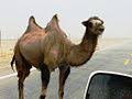 (countable) a camel is a desert animal, usually with two humps on its' back. Camel Wikipedia