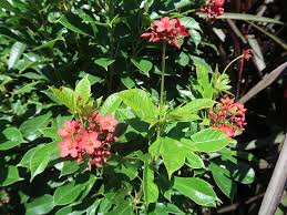 Image result for Jatropha schlechteri