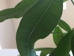 When new leaves bud out from the stem, their edges are a little curled, and this is all normal. Money Tree Leaves Starting To Curl And Having Holes