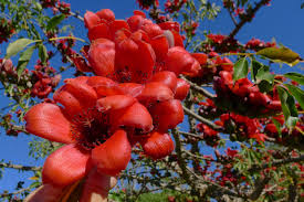 Image result for Bombax