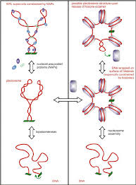 The distinction between prokaryotes and eukaryotes is considered to be the most important distinction among groups of organisms. Dna Supercoiling In Prokaryotes And Eukaryotes Bacteria And Some Download Scientific Diagram