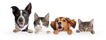 I have heard of you and i am grateful to you. 311 Pet Quotes Best Pet Quotes