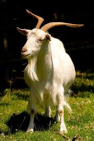 Mountain goats can live at altitudes of greater than 13,000 feet. Goat Wikipedia Goats Domestic Goat Goat Farming