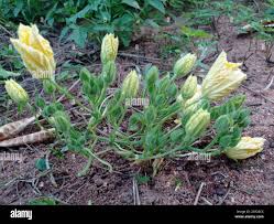 Image result for Eureiandra sp. A