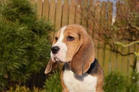 How Big Do Beagles Get Modern Beagle