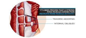 A review of muscle attachments and actions. Abdominal Encyclopedia Core Anatomy And Effective Training