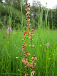 List of culinary herbs and spices. Rumex Acetosella Sheep S Sorrel Red Sorrel Sour Weed Field Sorrel Wildflower Herb Edible Inflorescence Flora Botany Pikist