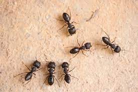 We have all seen ants in our lifetime. Tactful Ways To Get Rid Of Black Ants In The House Home Quicks