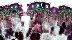 Image result for Stomatostemma pendulina