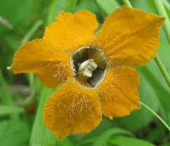 Image result for Momordica pterocarpa