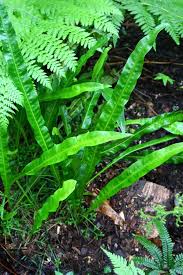 Image result for Microsorum pappei