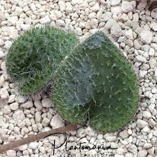 Image result for Eriospermaceae