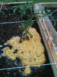 Maybe you would like to learn more about one of these? Slime Mold Starting To Build Among Louisiana Gardens