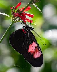 Image result for Holothrix papillosa