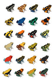 Maybe you would like to learn more about one of these? Templating For Poison Dart Frogs Illustrations On Behance