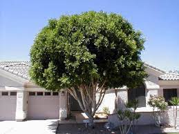Maybe you would like to learn more about one of these? Ficus Nitida Terraforma Dubai Uae