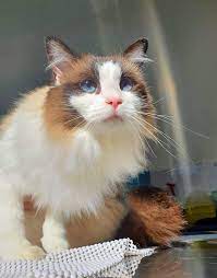 Kelly, veterinary technician, has worked in the veterinary field for 14 years as a veterinary technician and has been with mobile vet to pet for over eight years. Lara Pet Hospital And Vet Centre Facebook