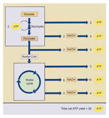 Competitive exam questions for class 10; Crash Course Cellular Respiration Mpsm Gob Pe