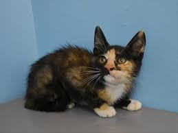 For cat adoption appointments, please use our online appointment booking page. This Adorable Little Kitten Is Playful And Sweet Play Is An Important Part Of Her Development At This Age And She Will Ne Little Kittens Humane Society Kitten