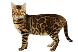 The bengal cat is a medium to large domestic cat that has they are are extremely affectionate. Golden Crown Bengal Pomerania Mini