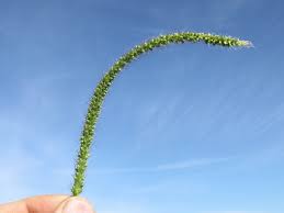 Image result for Setaria incrassata