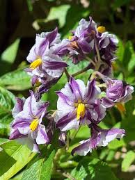 Image result for Solanum muricatum