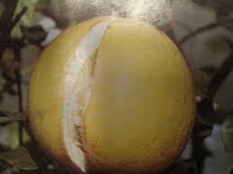 Can i plant fruit trees during any season? Caring For Your Citrus Trees Cagliero Ranch Nursery