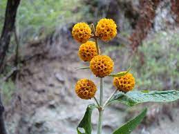 Buddleia Globosa