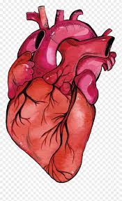 Zygote scenes is a collection of scenes created by zygote media group with annotations identifying anatomical landmarks. Anatomy Vector Human Heart Clipart Transparent Stock Realistic Heart Model Png 601760 Pinclipart