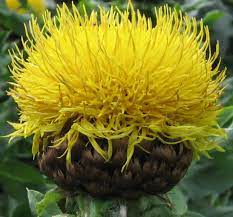 Centaurea Macrocephala Easy Plants To Grow Plants Beautiful Flowers