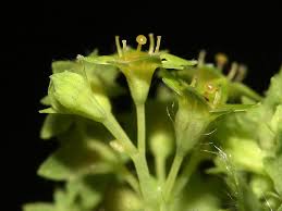 Image result for Alchemilla microbetula