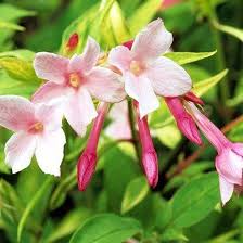 Jasminum stephanense or stephan jasmine, a pink summer flowering jasmin climber. Pin On Ask