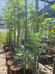 Image result for Atalaya alata