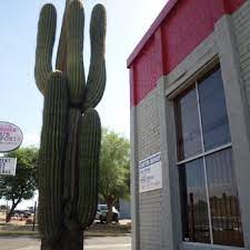If the roots are brown and mushy, root rot is the culprit. Cactus Imports 12 Photos 11 Reviews Auto Repair 11835 N Cave Creek Rd Phoenix Az Phone Number