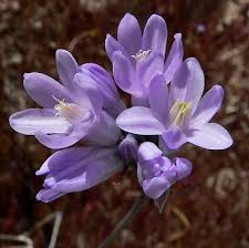 Image result for Dicoma capensis