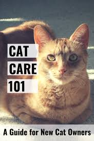 Maybe you would like to learn more about one of these? Cat Care 101 A Guide For New Cat Owners Pethelpful
