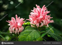 Image result for Acanthaceae