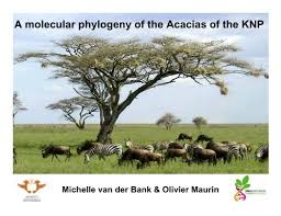 Image result for Acacia welwitschii