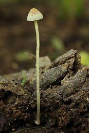 Pin On Psilocybin Species