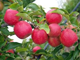  Apple image
