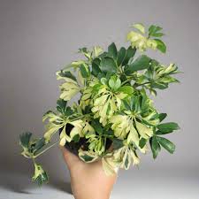 Image result for Schefflera