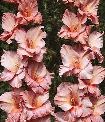 Gladiolus Old Spice Pack Of 5 Bulbs Gladiolus Flower Bulb Flowers Gladiolus