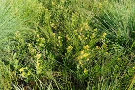 Image result for Pearsonia cajanifolia