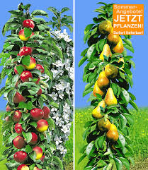 Damit lassen sich die versandkosten. Saulen Obst Kollektion Birne Apfe Sommerangebote Bei Baldur Garten
