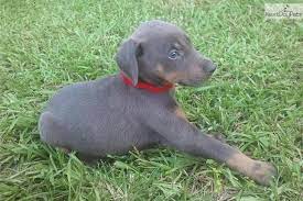 Akc Blue Doberman Female Doberman Funny Doberman Puppies For Sale Doberman Pinscher Funny