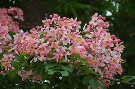 Image result for Cassia javanica