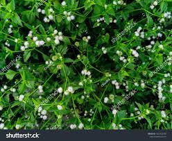 Nature View Of Ageratum Conyzoides Plants For Background And Wallpaper Natural Green Plants Landscape With Beautiful White Plant Background Plants Nature View