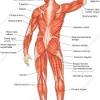 Muscles labeled , source:ammoparadise.com diagram upper body muscles beautiful arms and shoulders bone from human body muscles labeled , source:pieiki.info. Https Encrypted Tbn0 Gstatic Com Images Q Tbn And9gcq4bqmuwfklbotvomhtstoa 5w39ivypd22osfuhbrooqu9z Sg Usqp Cau