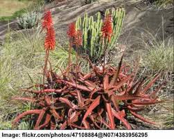 These spots start to disappear as plants age. Types Of Aloe Plants Amazing Varieties Of Aloe Vera Plants Pictures