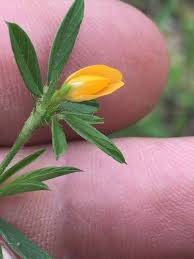 Image result for Stylosanthes